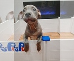 Small breeder photo