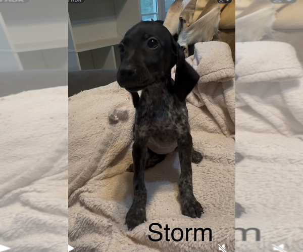 Medium Photo #7  Breeder Profile in SUMTER, SC, USA