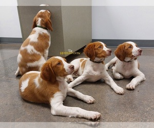 Brittany Dog Breeder near STILWELL, KS, USA