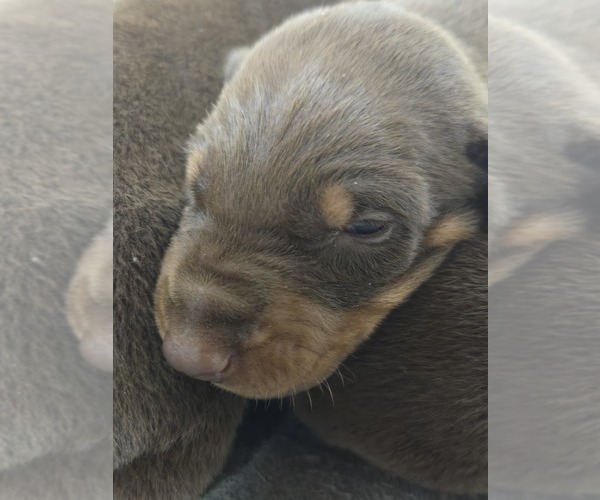 Medium Photo #2  Breeder Profile in COLUMBIA CITY, IN, USA