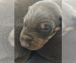 Small #1 Breeder Profile image