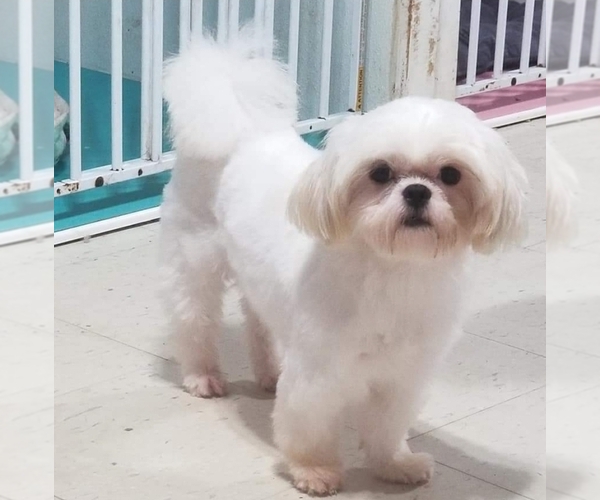 Medium Photo #1  Breeder Profile in BELLEVILLE, MI, USA