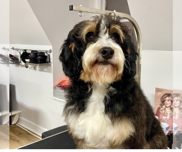 Medium Photo #1  Breeder Profile in PAXTON, IL, USA