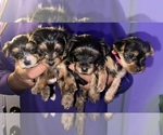 Small breeder photo