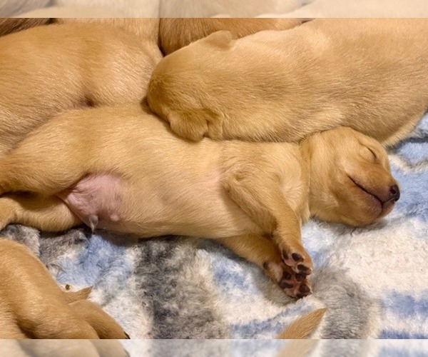 Medium Photo #10  Breeder Profile in HUNTSVILLE, AL, USA