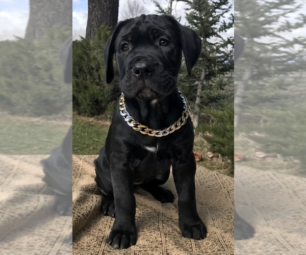 Medium Photo #8  Breeder Profile in LOYALTON, CA, USA