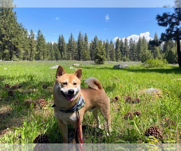 Medium Photo #1  Breeder Profile in SAN FRANCISCO, CA, USA