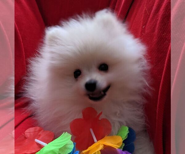 Medium Photo #1  Breeder Profile in WARSAW, IN, USA
