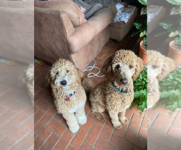 Medium Photo #1  Breeder Profile in WOODWAY, TX, USA
