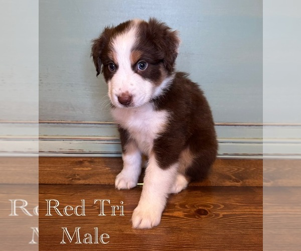 Medium Photo #7  Breeder Profile in STATESBORO, GA, USA
