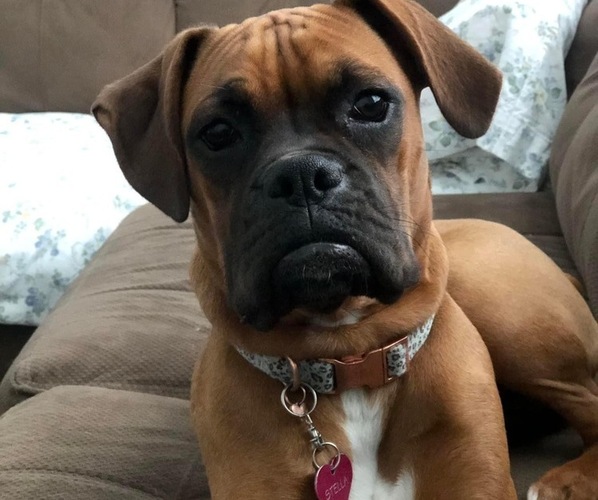 Medium Photo #12  Breeder Profile in LIMA, OH, USA