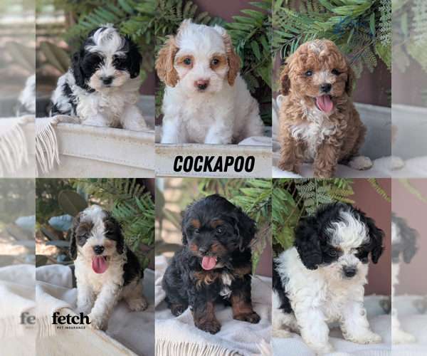 Medium Photo #17  Breeder Profile in GOSHEN, IN, USA