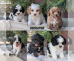 Small #16 Breeder Profile image