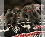 Small #21 Breeder Profile image