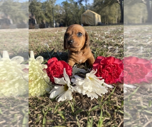 Medium Photo #4  Breeder Profile in MELROSE, FL, USA