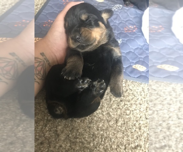 Medium Photo #6  Breeder Profile in TOMS RIVER, NJ, USA