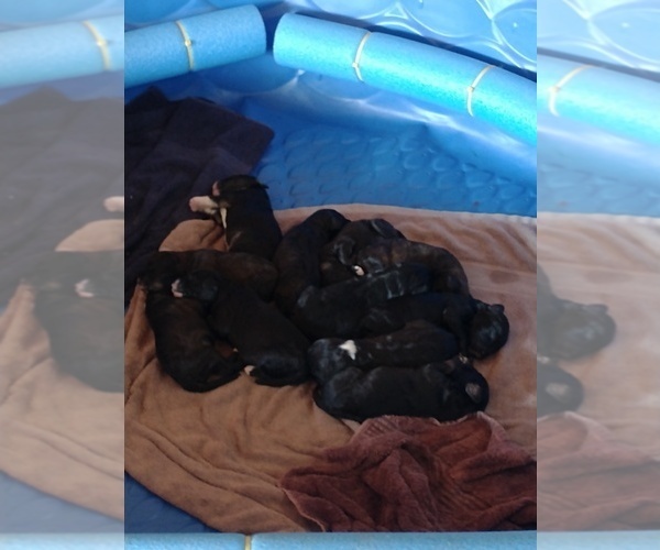 Medium Photo #1  Breeder Profile in SHIPMAN, IL, USA