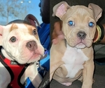 Small breeder photo