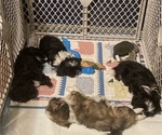 Small breeder photo