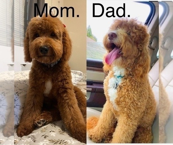 Medium Photo #1  Breeder Profile in SACRAMENTO, CA, USA
