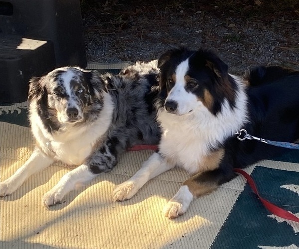 Medium Photo #1  Breeder Profile in ONAWAY, MI, USA