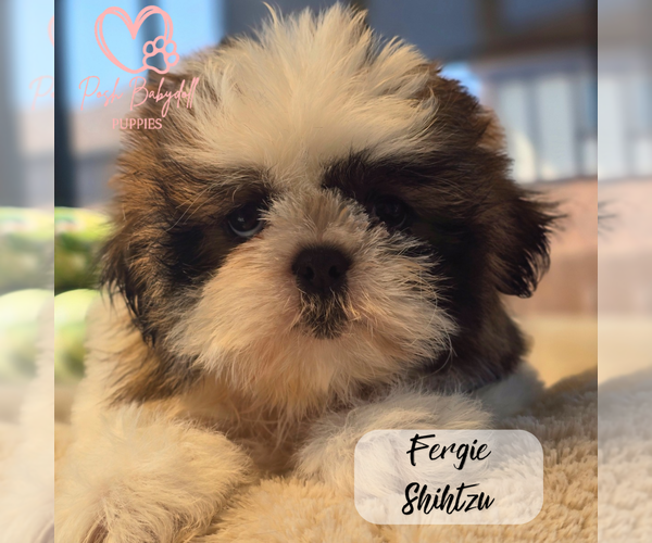Medium Photo #11  Breeder Profile in ELMHURST, IL, USA