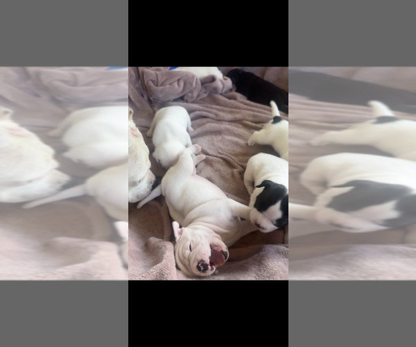Medium Photo #1  Breeder Profile in SAN BERNARDINO, CA, USA
