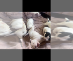 Small breeder photo