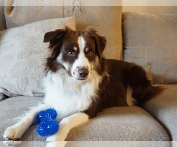 Medium Photo #1  Breeder Profile in BROOKVILLE, IN, USA