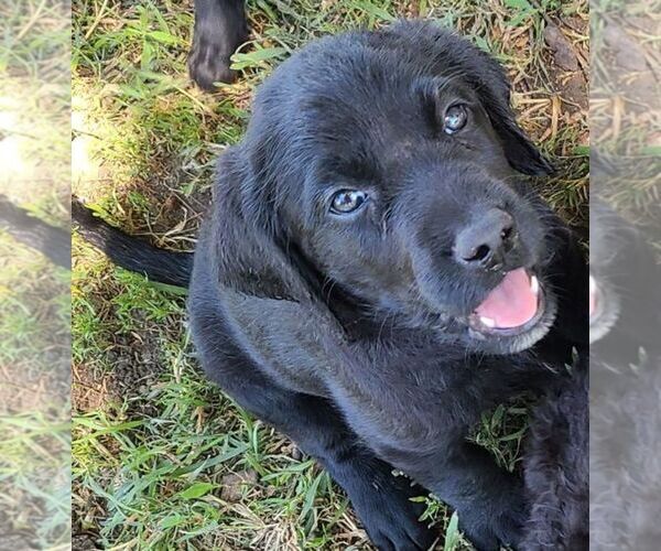Medium Photo #1  Breeder Profile in JACKSON, MN, USA