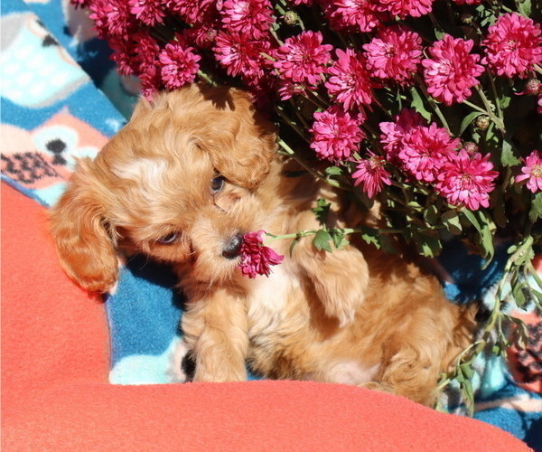 Medium Photo #2  Breeder Profile in THORP, WI, USA