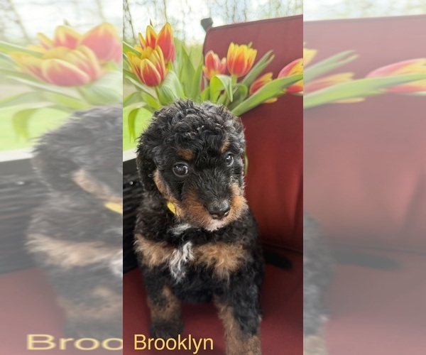 Medium Photo #6  Breeder Profile in KINGSPORT, TN, USA