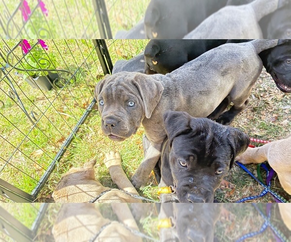 Medium Photo #15  Breeder Profile in NORMAN, OK, USA