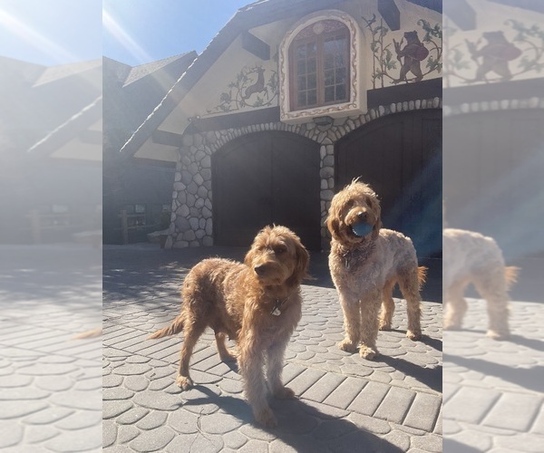 Medium Photo #2  Breeder Profile in MARINA DEL REY, CA, USA