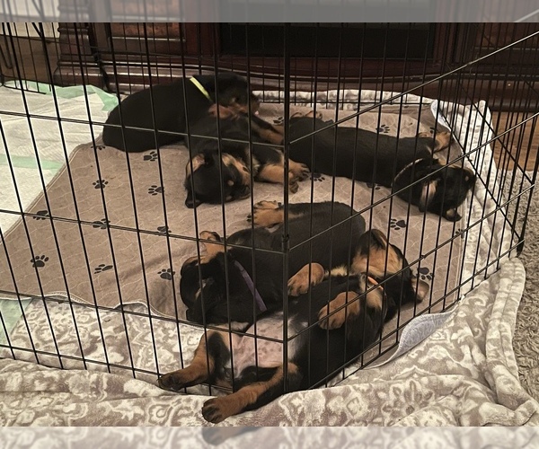 Medium Photo #1  Breeder Profile in ASHEBORO, NC, USA