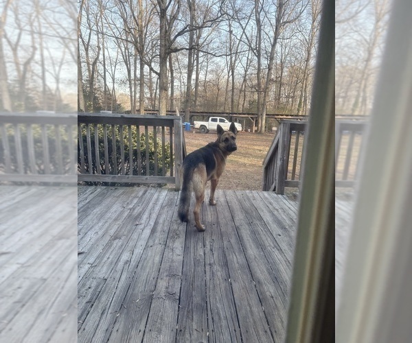 Medium Photo #4  Breeder Profile in SEAGROVE, NC, USA