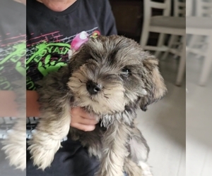 Schnauzer (Miniature) Dog Breeder near DEMOTTE, IN, USA