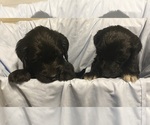 Small #1 Breeder Profile image