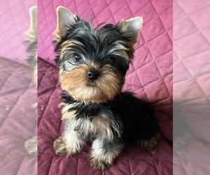 Yorkshire Terrier Dog Breeder near LEEDS, ME, USA