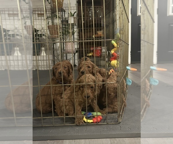 Medium Photo #4  Breeder Profile in ROCK HILL, SC, USA