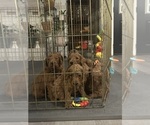 Small #3 Breeder Profile image