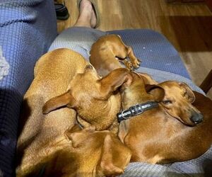 Dachshund Dog Breeder near JACKSON, NJ, USA