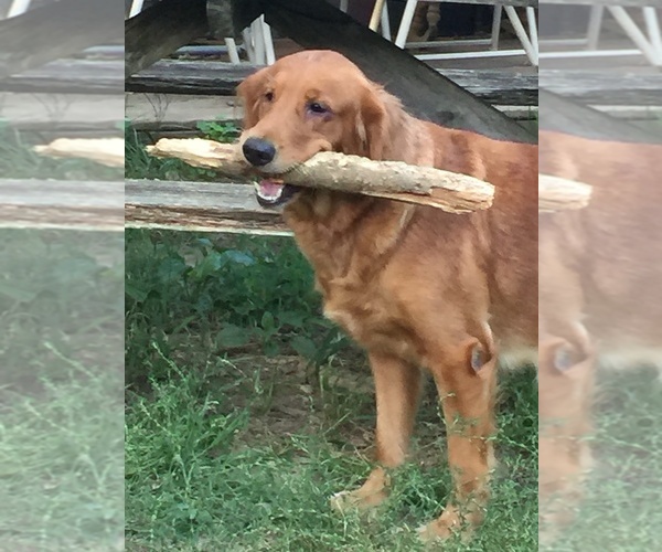 Medium Photo #60  Breeder Profile in LAKE GEORGE, NY, USA
