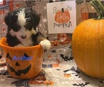 Small #6 Breeder Profile image