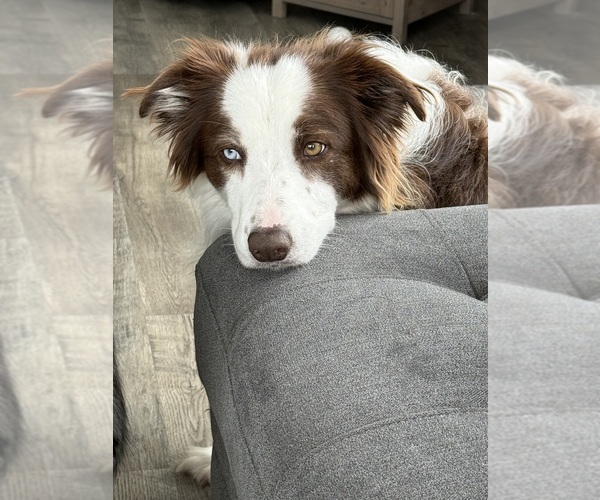 Medium Photo #4  Breeder Profile in BERRIEN SPRINGS, MI, USA