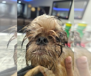 Brussels Griffon Dog Breeder near SAN BERNARDINO, CA, USA