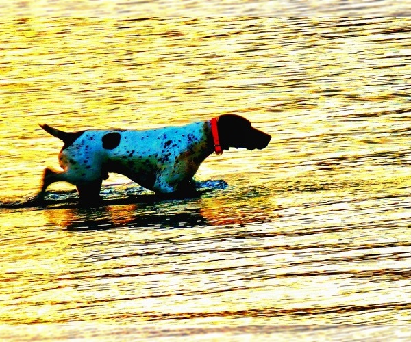 Medium Photo #6  Breeder Profile in EVANSVILLE, WY, USA
