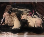 Small breeder photo