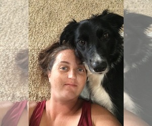 Border Collie Dog Breeder near BARDSTOWN, KY, USA