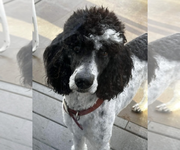 Medium Photo #1  Breeder Profile in WOODLAND HILLS, CA, USA